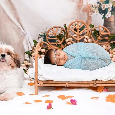 A perfectly behaved duo. This studio shot features a swaddled newborn sleeping on a miniature bed while the family's Shih Tzu sits patiently beside them.