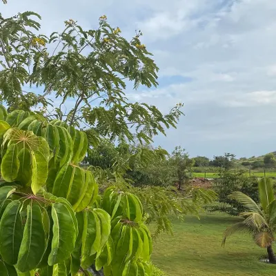 The vibrant green foliage of our gardens under a soft, cloudy sky. The many shades of green across our property have a calming effect on the nervous system.