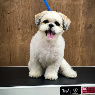 A very happy Shih Tzu showing off his fresh puppy cut. This haircut keeps the body hair short and manageable while leaving a cute, rounded shape on the head and face. Look at that smile!