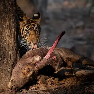 A young tiger cub with a Sambar deer kill. This is a moment of glory and a vital lesson in survival, as the cub learns the skills it will need as an adult.