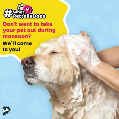 Don't want to deal with a wet pet during the monsoon? We come to you! This Golden Retriever is enjoying a relaxing bath with our high-quality, pet-safe shampoos.