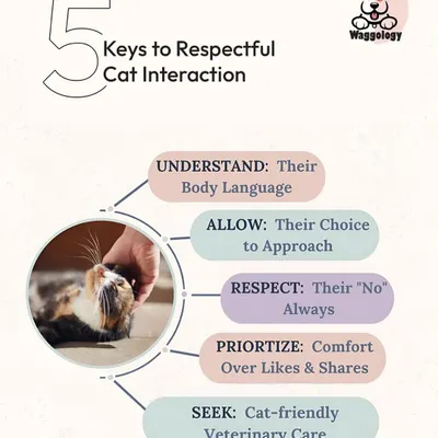 Respectful interaction with cats is all about understanding their terms. This guide outlines five keys, including reading their body language and always respecting their 'no'.
