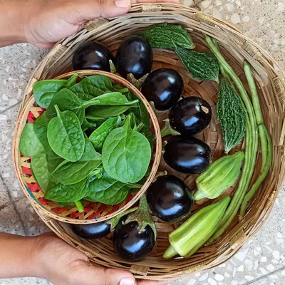 A perfect harvest basket filled with organic brinjals, spinach, bitter gourd, and beans. This is the kind of variety you can enjoy when you learn to plan your container garden season by season.