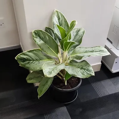An Aglaonema, or Chinese Evergreen, delivered as part of our indoor plant rental service for a corporate client. We provide healthy, well maintained plants to beautify your workspace.