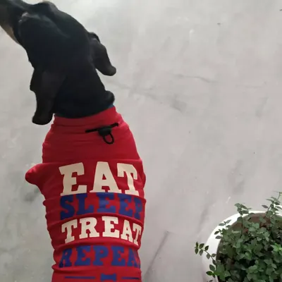Our sweet Toffee, who was with us from the very beginning. This is her "Eat, Sleep, Treat, Repeat" shirt, a motto she lived by.