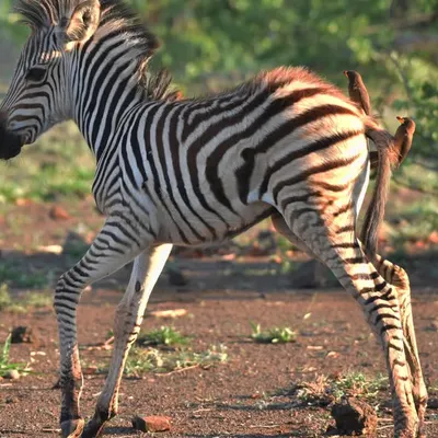 A young Zebra foal, full of life, prances across the savanna in South Africa. Its spindly legs and fluffy mane are characteristic of a newborn exploring its world for the first time.