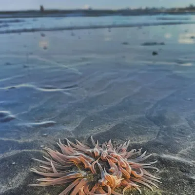 A Pearly Sea Anemone, the most common anemone on Mumbai's sandy shores. This shot, taken on my phone, shows the unexpected beauty you can find if you just look closely.