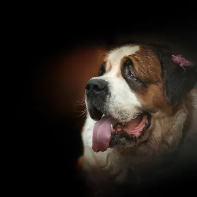 First, we capture the perfect portrait, focusing on the expression and details that you love most about your pet. This shot of a gentle Saint Bernard is a beautiful starting point for a timeless piece of art.