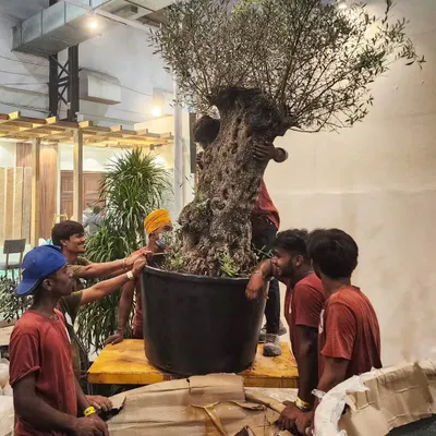 It takes a village, or at least a very strong team! Here is our crew carefully maneuvering a massive, ancient Olive Tree during our hectic Diwali season. Their smiles and dedication are what make all our ambitious projects possible.