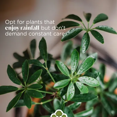 For the monsoon, we recommend opting for plants that enjoy rainfall but don't demand constant care. This Schefflera, or Umbrella Plant, is a great choice for its lush foliage and resilience during the rainy season.
