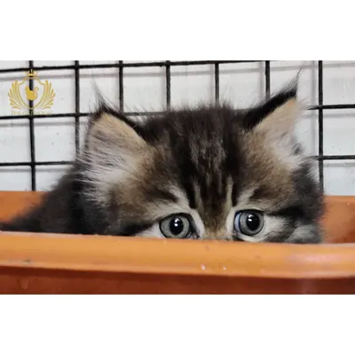 Peek-a-boo! A shy but curious tabby kitten peeking over the edge of a planter. We love watching their little personalities emerge as they start exploring the world around them.