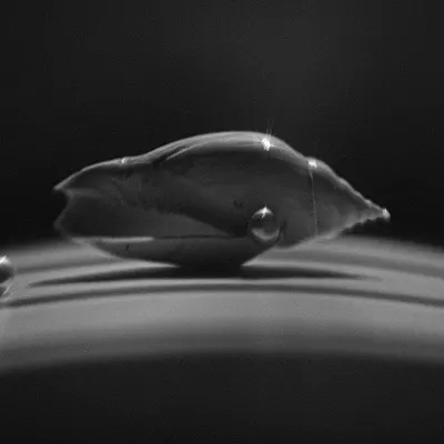An abstract, black and white still life photograph of a shell. The dramatic lighting and monochrome treatment transform the natural object into a sculptural form, inviting interpretation.