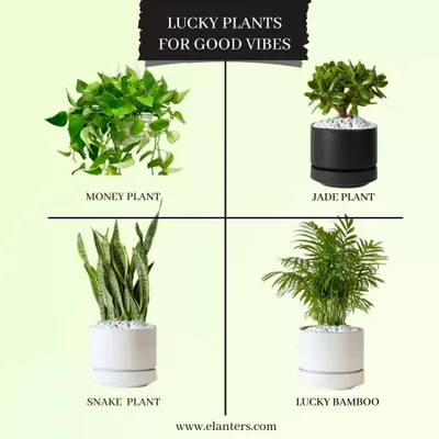 This guide shows some of the best lucky plants for good vibes, including the Money Plant, Jade Plant, Snake Plant, and Lucky Bamboo. I can help you choose the right one to bring prosperity and positivity to your home.