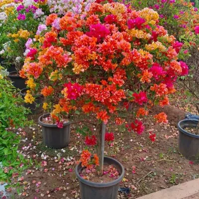 This stunning, multi-colored Bougainvillea topiary is a true masterpiece. We cultivate these vibrant flowering trees to create a spectacular burst of color for any garden or large terrace.