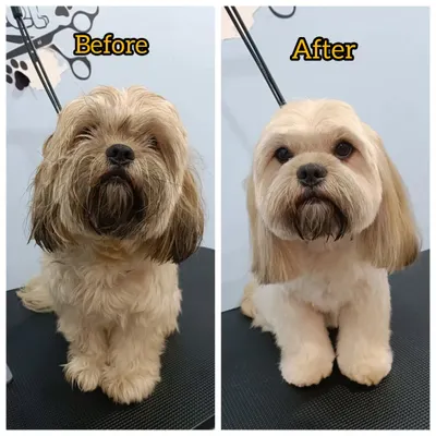This is Bronzo, a Lhasa Apso, showing off his perfectly sculpted haircut. Maintaining this look requires regular grooming to prevent tangles and keep the lines clean.