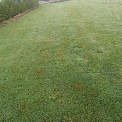A premium turf installation suitable for a golf course or a high-end villa lawn. The grass is dense, even, and perfectly manicured.