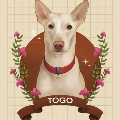 This is a digital portrait of Togo, an elegant indie dog. I used a warm, earthy color palette with a floral wreath to complement his gentle nature. This style is great for creating a classic, emblem-like pet portrait.