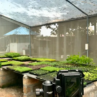 Our nursery trays are full of life, even on a monsoon day. We grow a diverse range of microgreens and seedlings, creating a patchwork of different textures and shades of green.