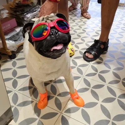 This pug is the definition of cool, sporting our protective dog goggles and waterproof rain booties. These accessories are perfect for keeping your pet safe and stylish during walks.