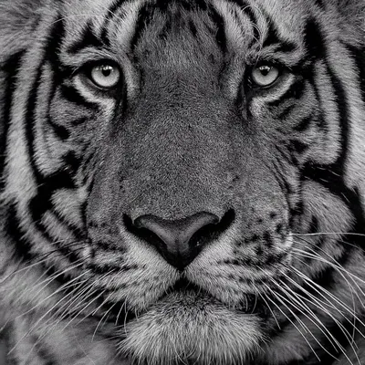 An intense, close-up tiger portrait in black and white. Without color, your focus goes straight to the eyes, the texture of the fur, and the sheer power in that gaze. This is the same as image 59.