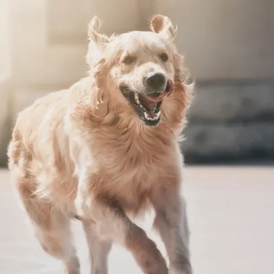 A Golden Retriever caught in a moment of pure, uninhibited joy. The bright backlighting highlights the fur and creates a high-energy feel, perfectly freezing the motion of the run.