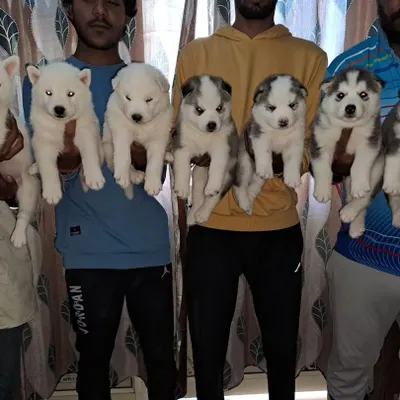 A look at one of our recent Siberian Husky litters. We have both pure white and classic grey and white puppies, all with heavy bones and guaranteed quality.
