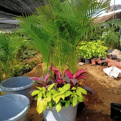 Here I'm creating a plant cluster for a shady area. I've combined a tall Areca Palm with a colourful Dracaena and a bright Golden Schefflera for a layered, interesting look.