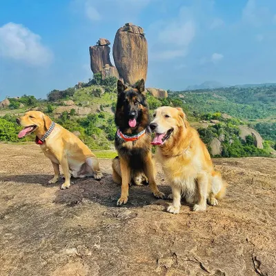 Our care isn't confined to our facility. We occasionally take our well-behaved, long-term boarders on scenic outings like this one. A German Shepherd, a Labrador, and a Golden Retriever are seen here enjoying a day off from training, exploring the beautiful landscape.
