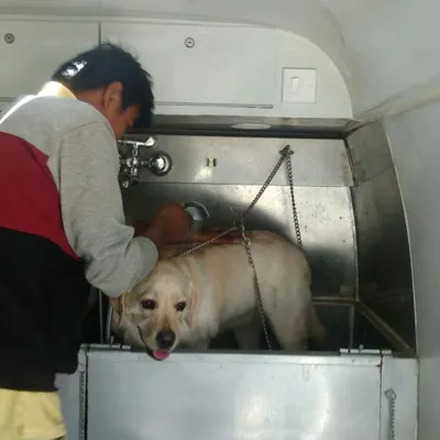 Here is a look at our bathing station in action at Adarsh Palm Retreat in Bellandur. This Labrador is getting a comfortable wash in our stainless steel tub, which is designed for safety and hygiene.