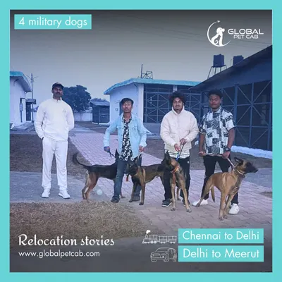 Our team with four heroic military dogs during their relocation from Chennai to Meerut. We are proud to provide our services to the armed forces and their loyal K9 units.