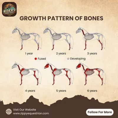 Did you know a horse's bones take up to six years to fully fuse? This anatomical chart shows the growth pattern, reminding us to train young horses wisely and patiently.