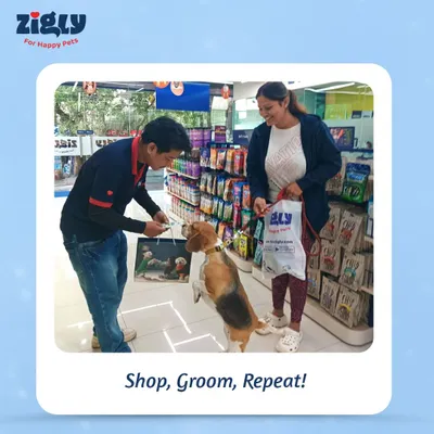 The fun of our Grooming Fest in one picture. A happy Beagle eagerly awaits a treat after a shopping trip, capturing the exciting and rewarding atmosphere of our community events.