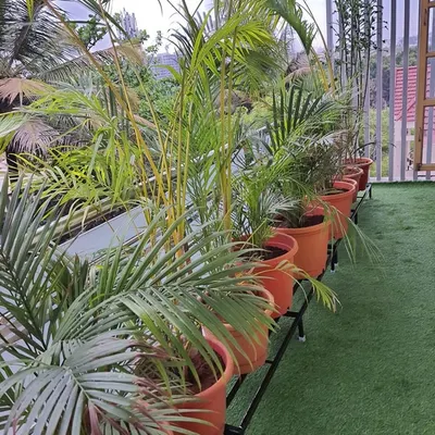 A beautiful balcony garden featuring artificial grass for a maintenance-free lawn effect. We've lined the railing with Areca palms in terracotta pots, placed on our sturdy metal stands to maximize space and ensure proper drainage.