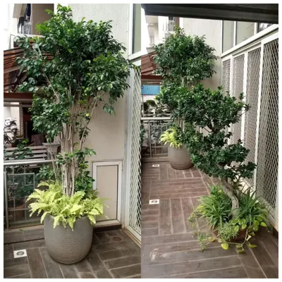 We created a lush, private balcony garden using large Ficus trees in modern grey planters. This custom installation provides natural screening and a serene atmosphere with a mix of tall trees and low-lying ferns.
