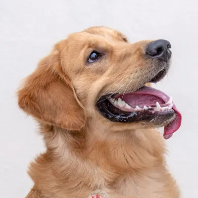 A beautiful upward-looking portrait of Asher the golden retriever. His happy expression and panting tongue are pure joy.