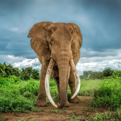 The almighty Craig, a super tusker from Amboseli, walking through a lush green landscape. His presence is humbling, a living monument to the wild. Every encounter with him feels personal, a connection to one of nature's last great giants.