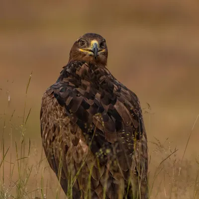 This Steppe Eagle gave me a full 360-degree view, turning its head to keep a sharp eye on its surroundings. A truly majestic bird of prey.