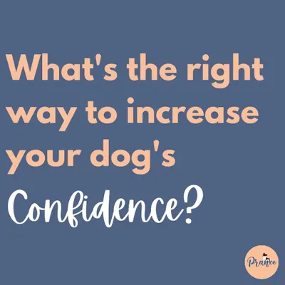 What's the best way to build your dog's confidence? By being a confident leader for them yourself!