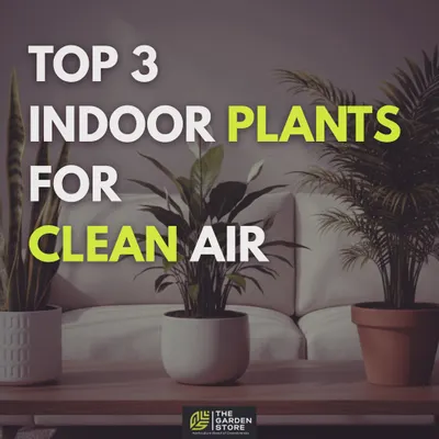 An overview of our top three recommended plants for cleaner air: the Snake Plant, Peace Lily, and Areca Palm.