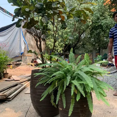 Selecting large, healthy plants from the nursery for a project at Omkar 1973 in Worli. Choosing the right specimen is a crucial first step.