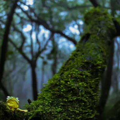 A Malabar gliding frog on a mossy branch in a foggy forest. Using a wide-angle lens for macro work allows me to capture the subject and its magical environment in one frame.