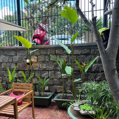 It was a pleasure to landscape the first outlet of Sweet Smith in Mysore. I aimed for an elegant, subtle, yet bold design, incorporating a small water feature and lush planters to create a welcoming outdoor space.
