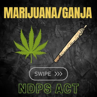 What parts of the cannabis plant count as 'Ganja' under the NDPS Act? This infographic explains a Bombay High Court ruling that clarifies the legal definition of 'ganja'. The weight of seeds, leaves, and stalks must be excluded when determining if the quantity is commercial.