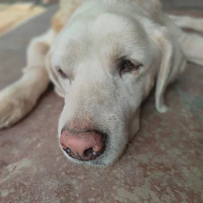This is Casper, a senior Labrador who was left at our facility for permanent boarding and then abandoned by his rescuer. He has been with us since 2020.