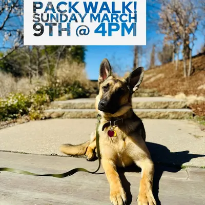 Announcing a pack walk. These are great opportunities for you and your pup to practice skills in a structured group setting.