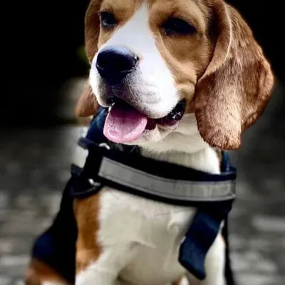 Milo the beagle's story is a sad but important one. He passed away from a chronic kidney issue likely caused by irresponsible breeding. This is why we thoroughly vet the dogs we rescue and encourage adoption as a more ethical choice.