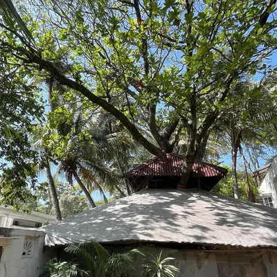 Our studio, an idyllic place to spend time, as described by a visitor. The building is designed to coexist with nature, with a magnificent tree growing right through the roof.
