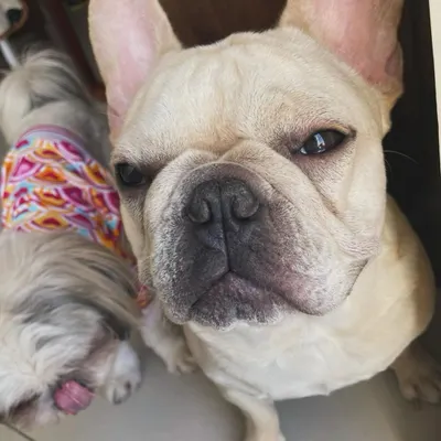 This handsome French Bulldog and his sleepy Shih Tzu friend are two of our lovely regulars. We love welcoming dogs of all breeds and sizes into our home.