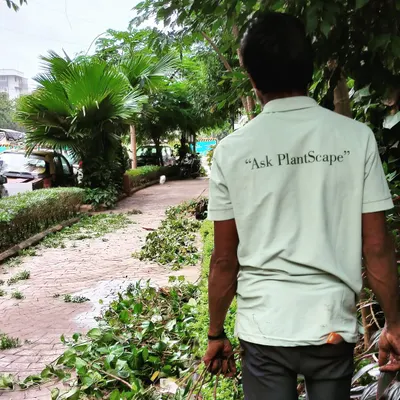 Regular garden chores are part of our maintenance service. Our team member, wearing our "Ask PlantScape" shirt, is clearing away pruned branches to keep this walkway neat and tidy.