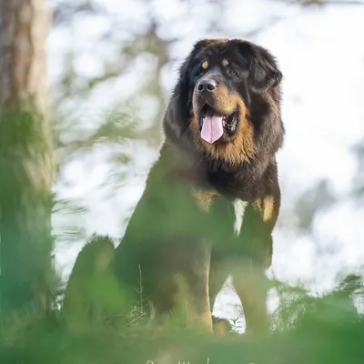 Bhola, a magnificent Gaddi dog, posing in the Himalayan foothills. He was a natural model in the outdoor light, showcasing the proud heritage of India's working breeds.